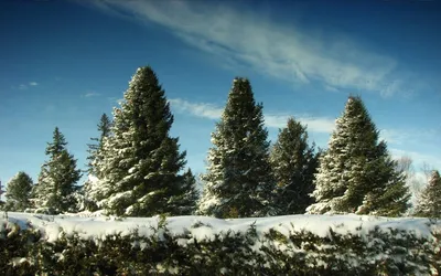 Рождественская елка родилась в лесу, в лесу она выросла Стоковое Фото -  изображение насчитывающей ново, напудрено: 165414192
