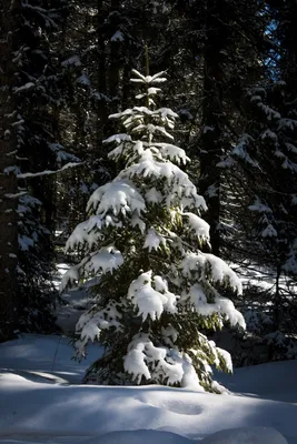 Новогодняя ёлка в дремучем лесу» — создано в Шедевруме
