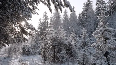 Зимнее дерево в лесу. Ветки елки в лесу. Stock Photo | Adobe Stock