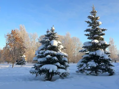 Рождество иначе: елки в лесу украшены лакомством для животных - Delfi grynas