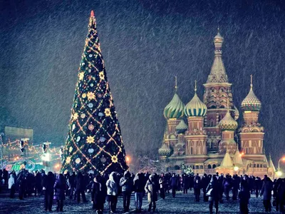 Живые елки — купить елку живую в Москве с доставкой, цена |  Интернет-магазин Елки-Ели