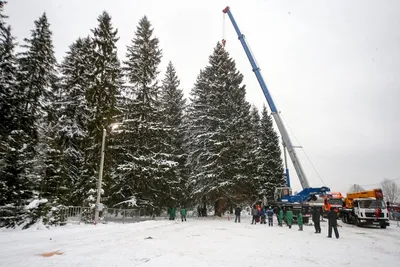 Купить пудровую елку из живой хвои на Новый Год в Москве в интернет магазине