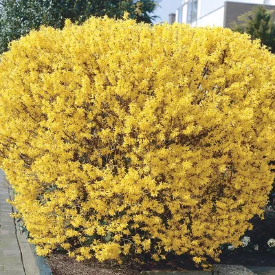 Форзиция промежуточная ( Forsythia x intermedia Zabel) - «Желтые кусты  весны. Красива ли форзиция, когда рядом много других желтых конкурентов?  Можно поспорить, однако у нее есть весомые преимущества» | отзывы