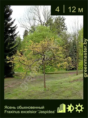 Файл:Дерево-великан ясеня обыкновенного.jpg — Путеводитель Викигид  Wikivoyage