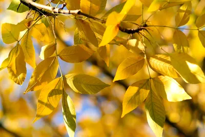 Ясень обыкновенный или высокий (Fraxinus excelsior) - Лиственные растения  весна 2024 года - купить лиственные растения спирея, кизильник, барбарис,  лапчатка.