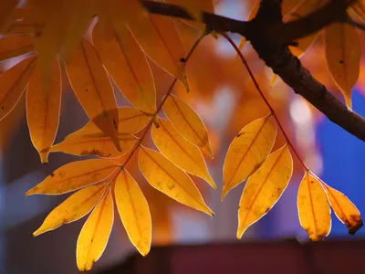 Листья ясеня осенью - фото и картинки: 44 штук