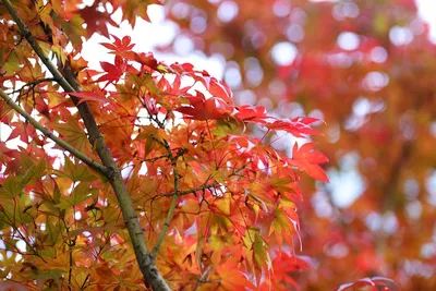 Листья ясеня осенью - 70 фото