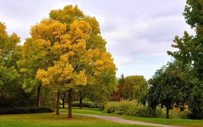 Листья ясеня осенью - 75 фото