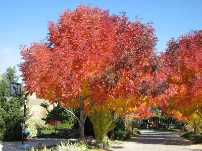 Ясень листья осень - фото и картинки: 67 штук