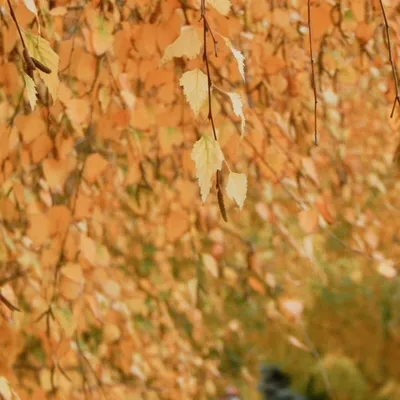 ясень дерево Fracxinus Exelsior листья осенью цвета Стоковое Изображение -  изображение насчитывающей желтый, вал: 225516739
