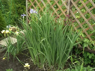 Сочетание пионов и ирисов в саду . . . Листайте карусель 👉 . . | Iris  garden, Iris flowers garden, Peonies garden