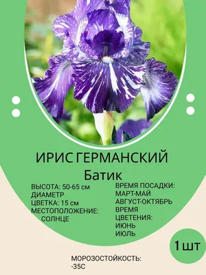 Ирис гладкий Вариегата (Iris laevigata Variegata) - «Очень эффектный и  необычный ирис. Можно сажать даже в воду.» | отзывы