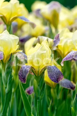 Хотите увидеть 200 СОРТОВ цветущих ирисов одновременно? Спешите в Никитский  ботанический сад! — \"Судакские вести\"