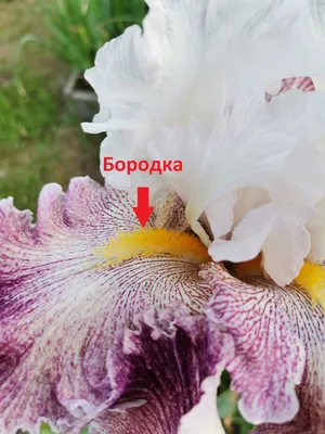Ирис корневой, многолетние цветы для дома и сада 1 шт - купить с доставкой  по выгодным ценам в интернет-магазине OZON (859386274)