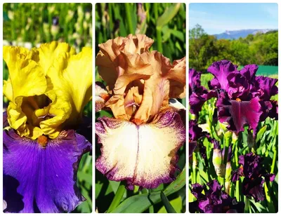 Ирис корневой, многолетние цветы для дома и сада 1 шт. - купить с доставкой  по выгодным ценам в интернет-магазине OZON (992908818)