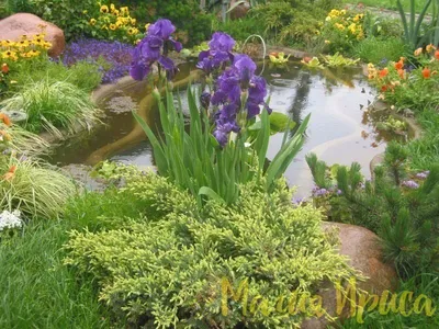 В Никитском ботаническом саду расцвели ирисы