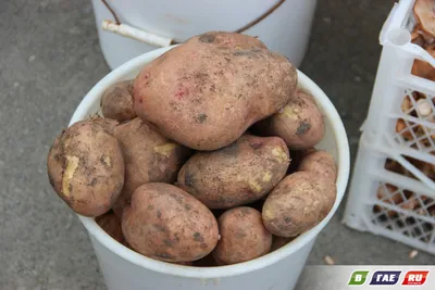 Фото картофеля в ведре фотографии
