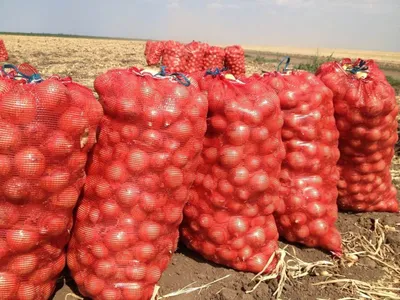 В Новгородской области собрали уже 400 тонн картофеля | Новгородские  Ведомости