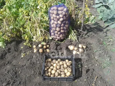Выращиваю клубни картофеля в соломе и сетке | ❀ Все растет ❀ | Дзен