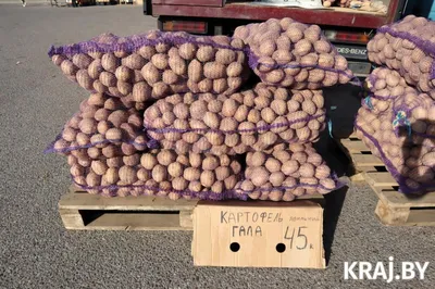 Продам товарный картофель в Киеве — Agrotorg.Kyiv