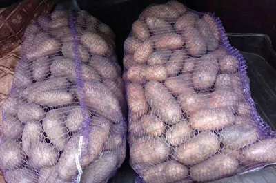 Картофель в сетке - купить с доставкой в Петрозаводске в Перекрёстке