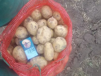 Картошка вкусных сортов Белая Росса, Альвара, Сантэ- продам по 5грн,  Гренада по 7грн — APKUA