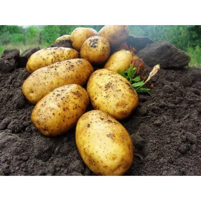 Купить картошка в сетках Владикавказ оптом и в розницу по низкой цене