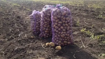 Как правильно хранить картофель после сбора урожая - лайхфаки - как  охладить - Lifestyle 24