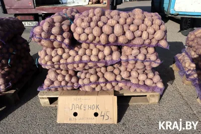 Картофель, среднеранние сорта — 70—75 дней Росава, в сетке 3 кг