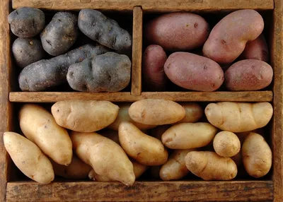 Ученый объяснил, картошка какого цвета и размера вреднее всего – K-News