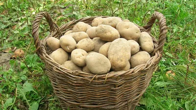 Роспотребнадзор напомнил петербуржцам о пользе картошки