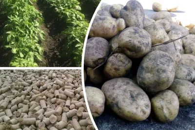 Насколько картошка опасна для фигуры | Проект Роспотребнадзора «Здоровое  питание»