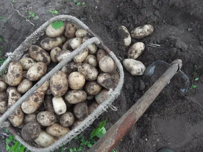 К чему снится картошка: толкование снов про картошку