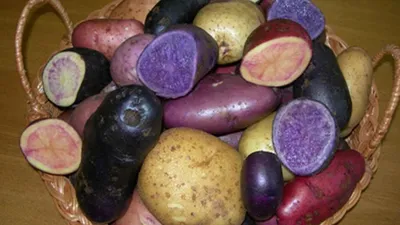 Грибочки из картошки - что приготовить вместо макарон - пошаговый рецепт с  фото на Готовим дома