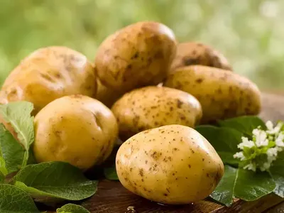 Мелкая картошка: рецепты в духовке, в кожуре, целиком и частями. Инструкция  на любой вкус — читать на Gastronom.ru