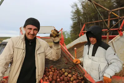 Аграрии «вычислили» самый морозоустойчивый сорт картошки | «Красный Север»