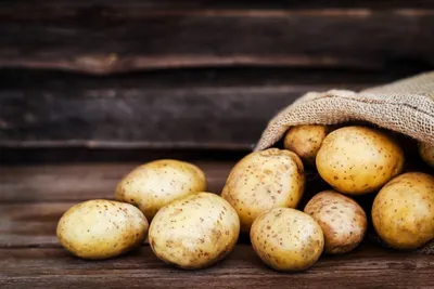 Когда сбор картошки в кайф: как снимают урожай на бескрайних полях Магадана  - MagadanMedia