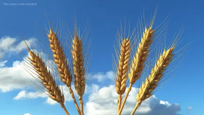 Фото колосков пшеницы фотографии