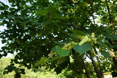 Зрелые семена липы, после цветения летом Стоковое Фото - изображение  насчитывающей сценарно, хромая: 167054184