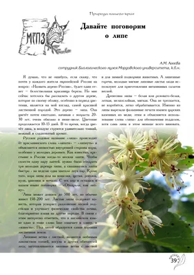 ЛИПА: дерево аллей | ВКонтакте