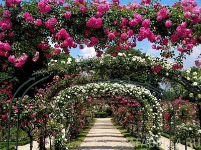 Никитский Ботанический сад в Крыму - 76 фото