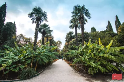 Никитский ботанический сад. Фото Никитского ботсада в Ялте, Крым