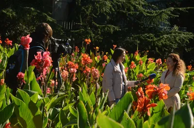 Юбилейный Бал хризантем в Никитском ботаническом саду откроется 1 ноября