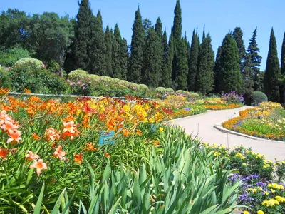 Тысячелетнее фисташковое дерево и уникальные кактусы: на что стоит  посмотреть в Никитском ботаническом саду в Крыму — РТ на русском