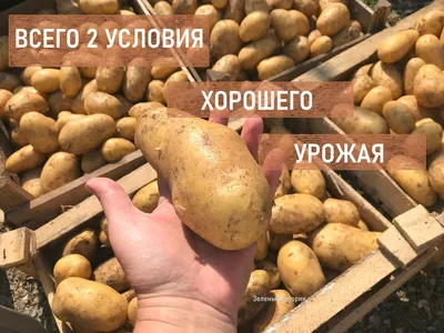 7 сортов картофеля с гигантскими клубнями: высокая урожайность, вес одной  картошки — от 250 граммов
