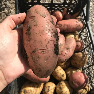 Можно ли прожить всю жизнь на одной картошке