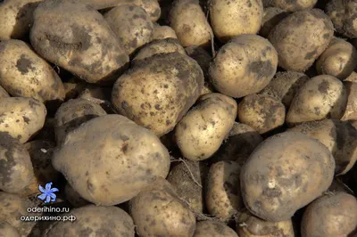 Мечта - Французский картофель La Bonnotte выращивается... | Facebook