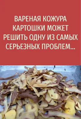 Блюда из картошки: 20 простых рецептов на каждый день | Дачная кухня  (Огород.ru)