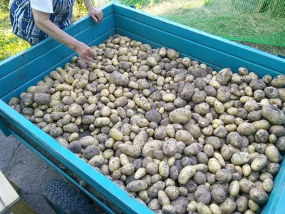 ТОННА картошки с одной сотки, хитрый способ завального урожая картошки. -  YouTube