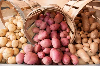 Урожай картофеля – Одерихино